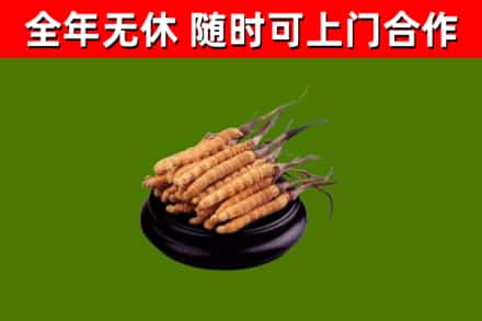 抚州市回收冬虫夏草